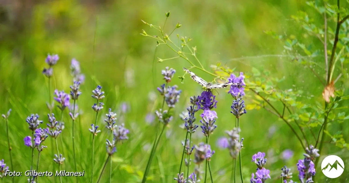 Immagine gallery 6 per Giardino Botanico di Pietra Corva