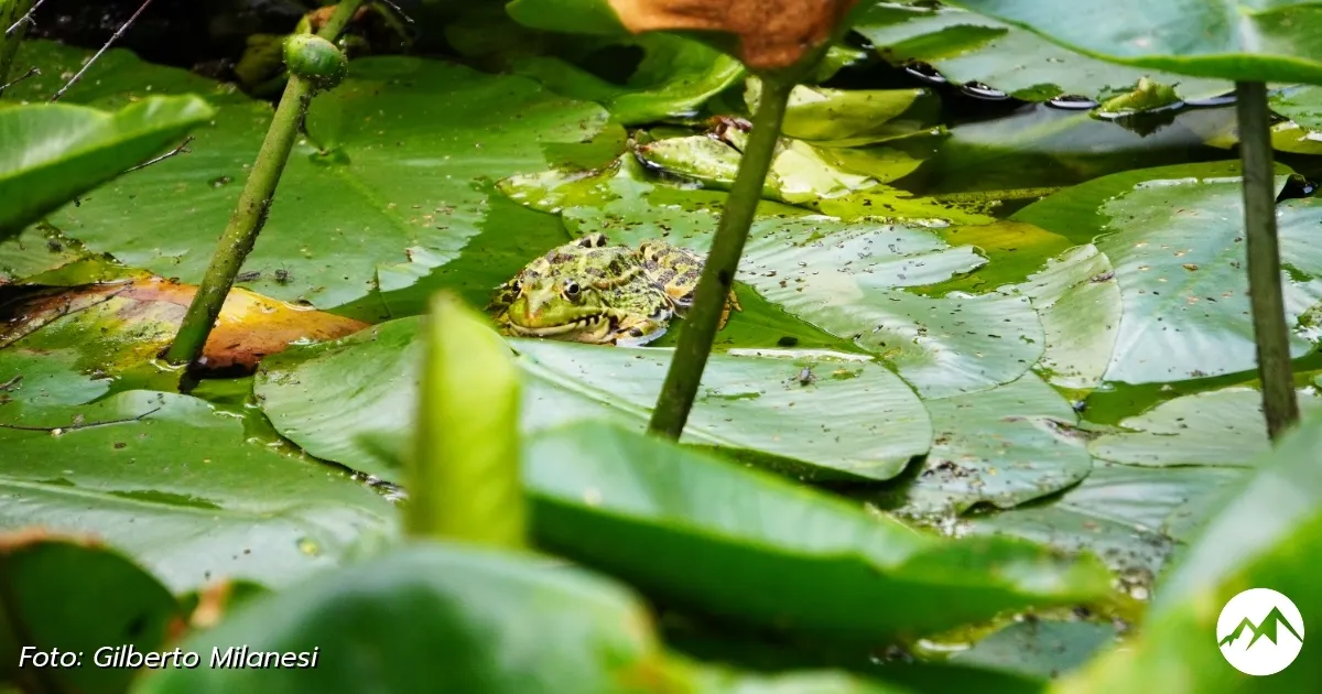 Immagine gallery 5 per Giardino Botanico di Pietra Corva