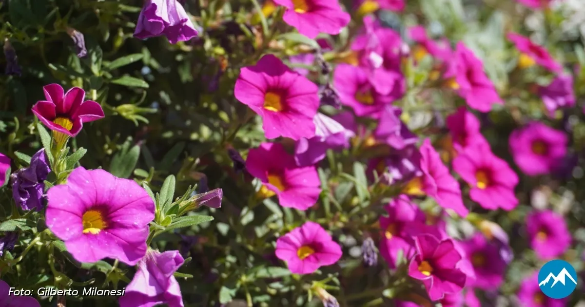 Immagine header 4 per Natura