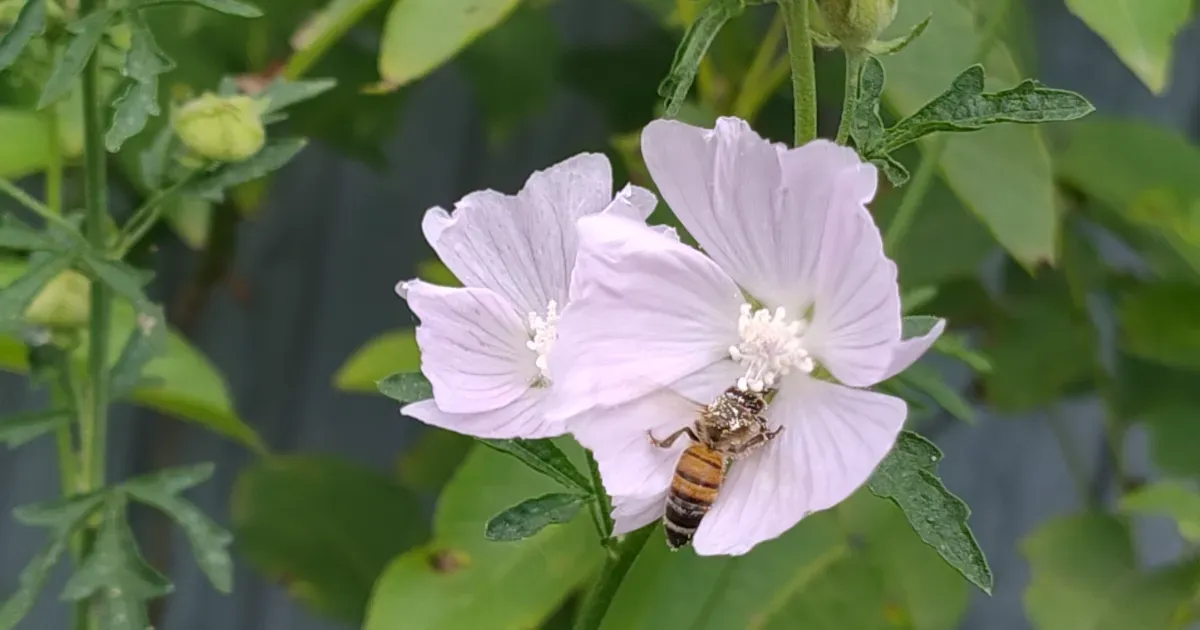 Immagine header 1 per Azienda Agricola Decima Gemma