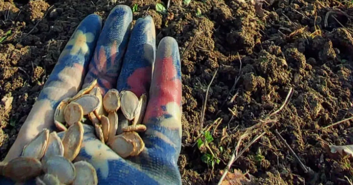 Immagine header 2 per Azienda Agricola Marsetti