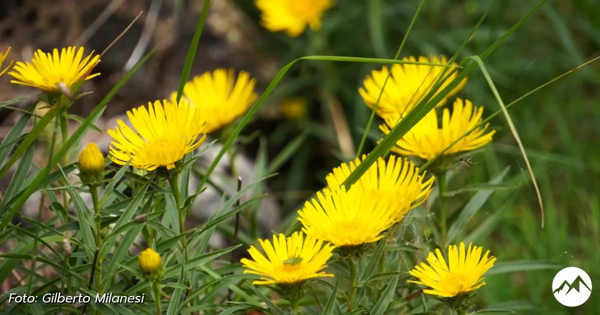 Immagine gallery 8 per Giardino Botanico di Pietra Corva