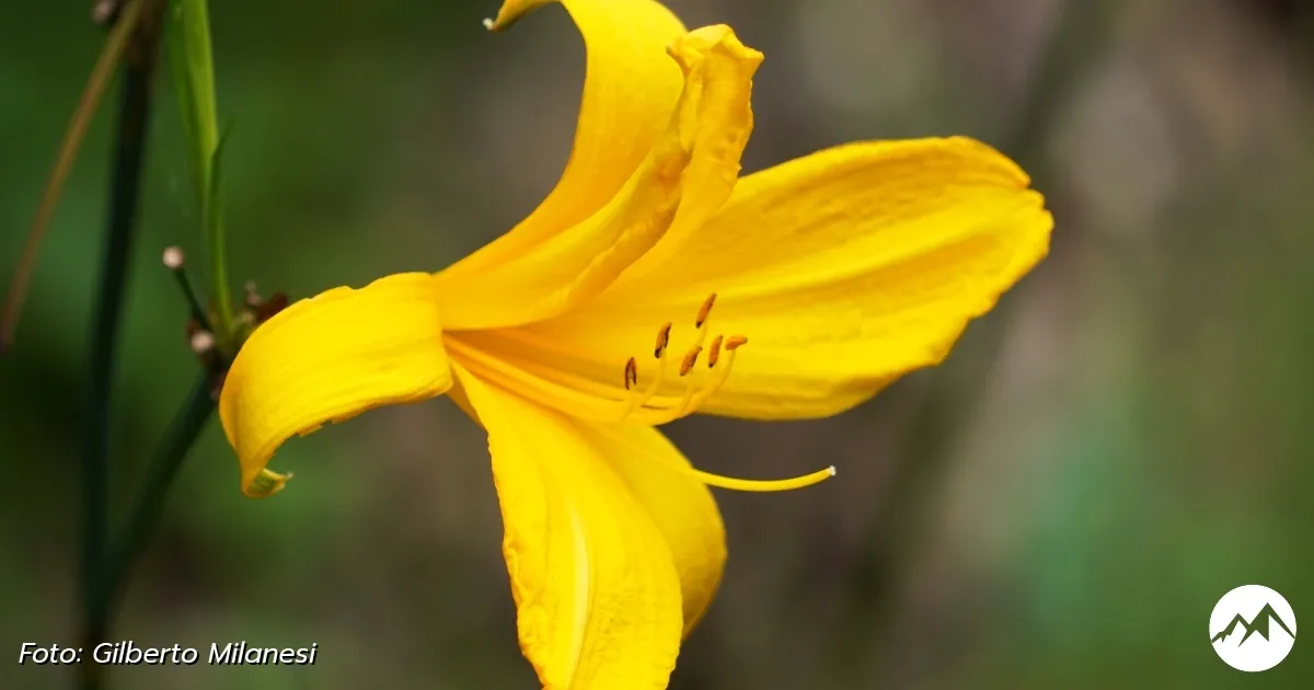 Immagine gallery 10 per Giardino Botanico di Pietra Corva