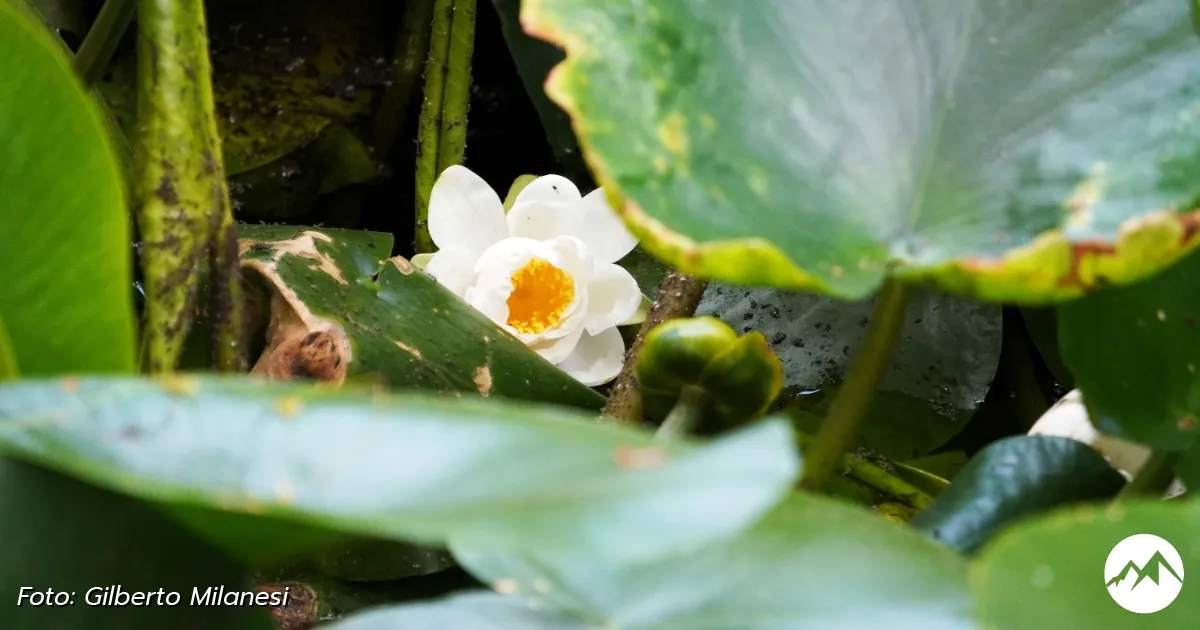 Immagine gallery 7 per Giardino Botanico di Pietra Corva