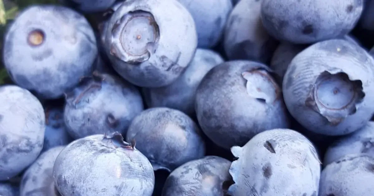 Immagine header 3 per Azienda Agricola Selvatica Val Tidone