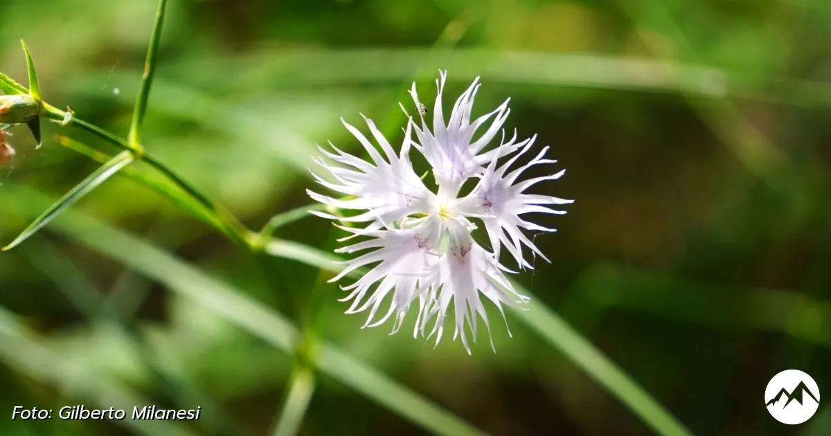 Immagine gallery 3 per Giardino Botanico di Pietra Corva