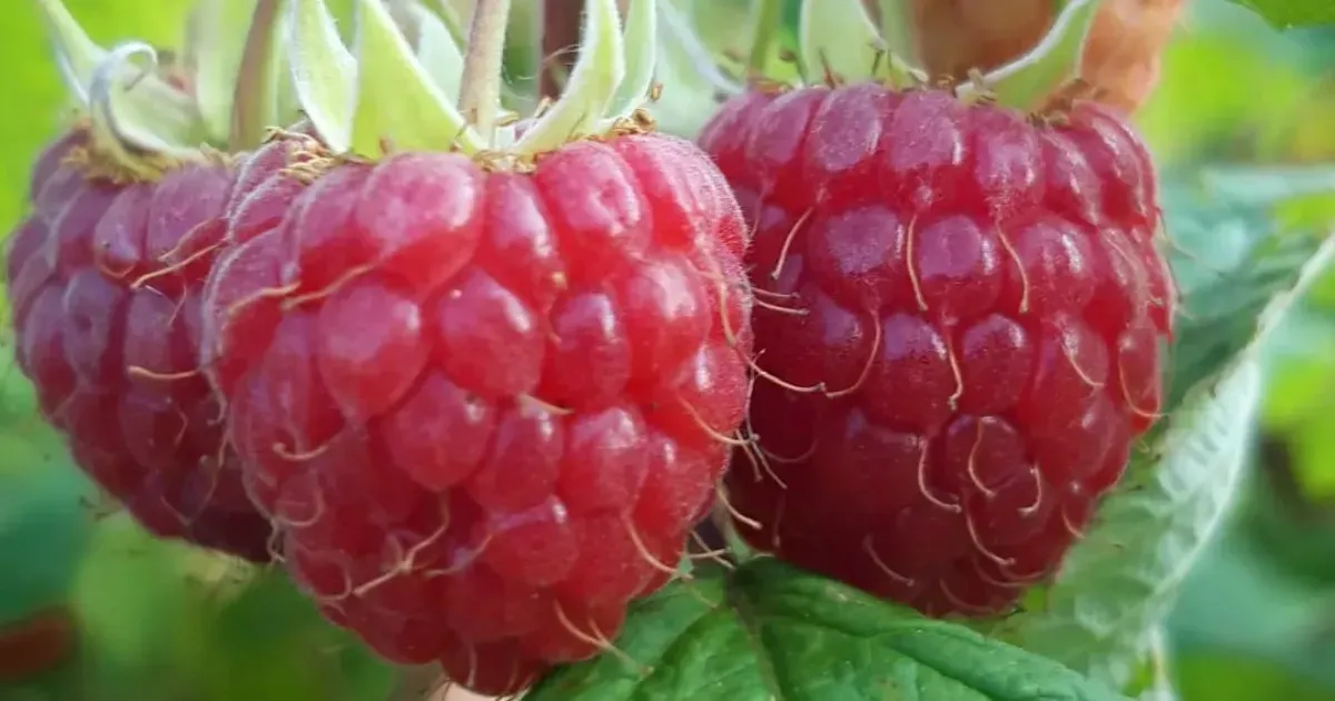 Immagine header 2 per Azienda Agricola Selvatica Val Tidone