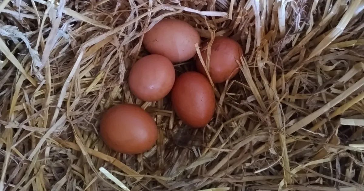 Immagine header 2 per Azienda Agricola Decima Gemma