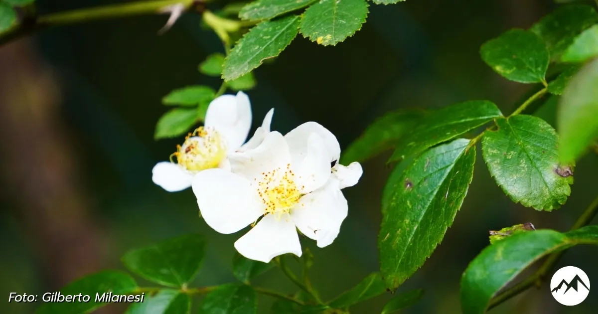 Immagine gallery 4 per Giardino Botanico di Pietra Corva