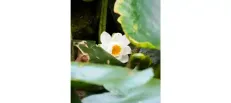 immagine del borgo 3: Botanical Garden of Pietra Corva