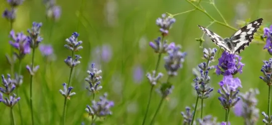 Il territorio: Nature