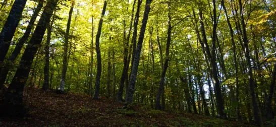 Il territorio: Sentieri