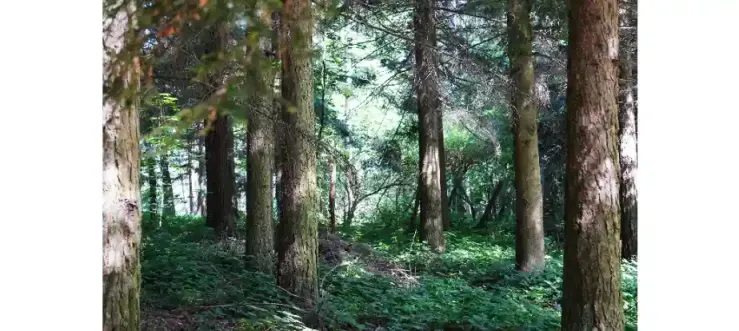 immagine del borgo 3: Giardino Botanico di Pietra Corva