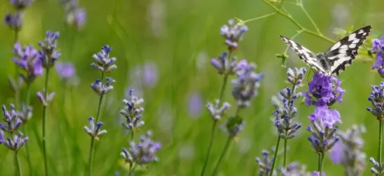 Il territorio: Natura