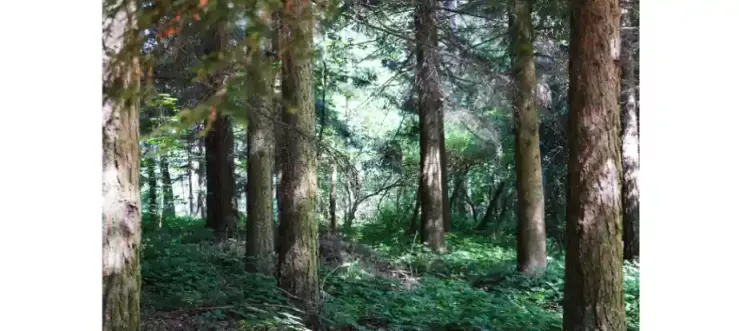 immagine del borgo 3: Botanical Garden of Pietra Corva